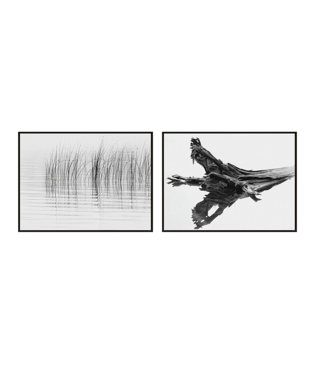 Chris Murray Gallery Set Black / 18" x 24" Cedar Reeds