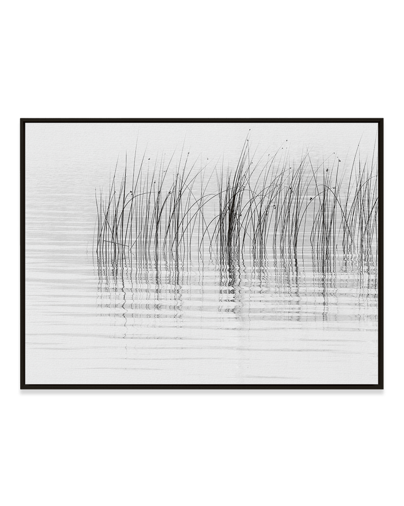 Chris Murray Wall Art Black / 18" x 24" Reeds
