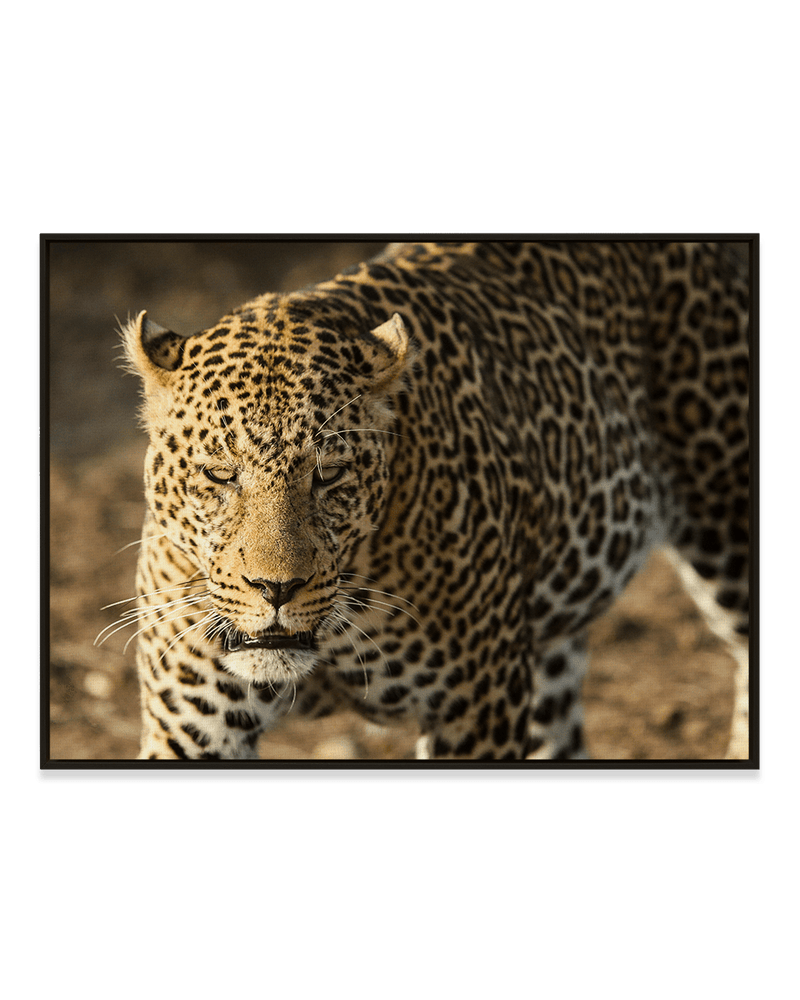 JB Jakubek Wall Art Leopard Hunt