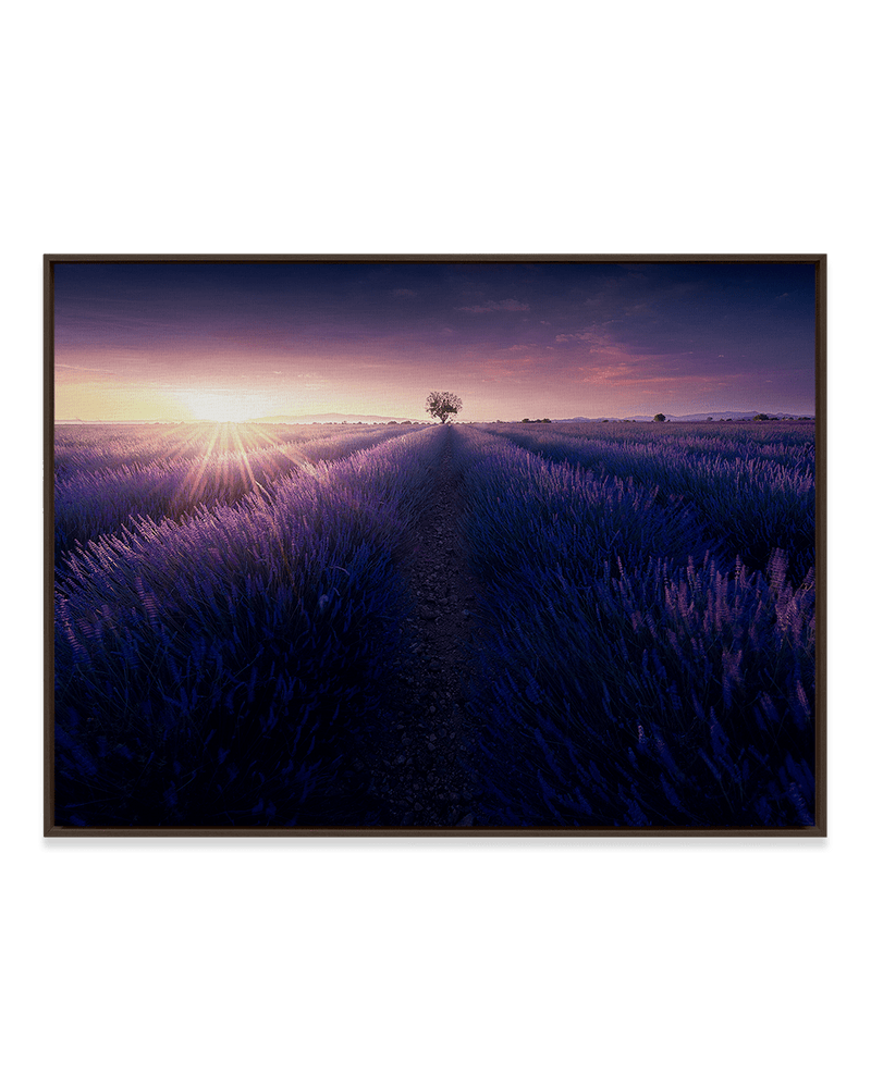 Samir Belhamra Wall Art Dark Wood / 18" x 24" Lavender by Sunrise
