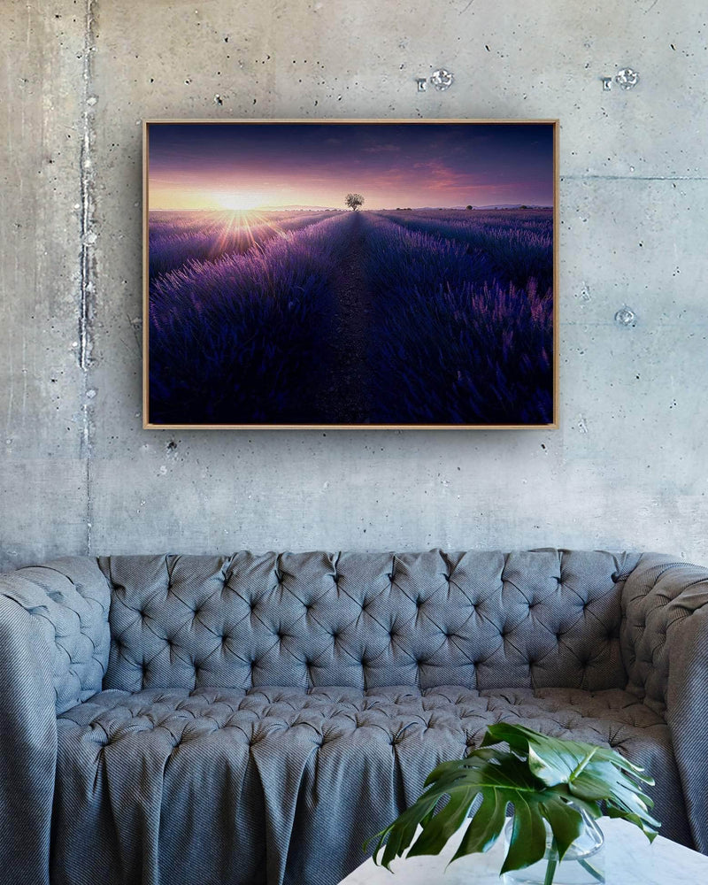 Samir Belhamra Wall Art Lavender by Sunrise