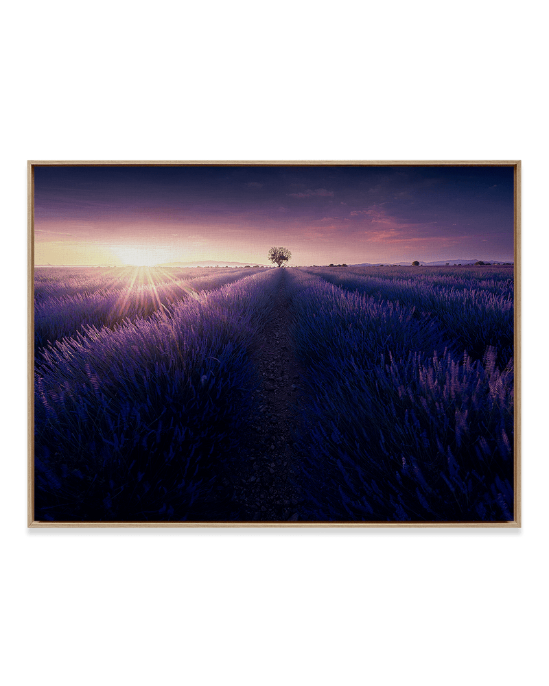 Samir Belhamra Wall Art Natural Wood / 18" x 24" Lavender by Sunrise